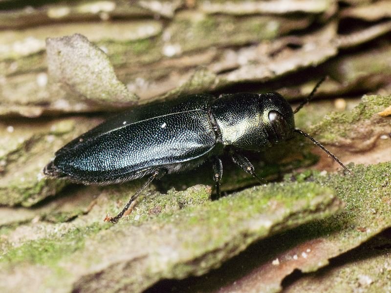 Phaenops cyaneus (Fabricius, 1775)